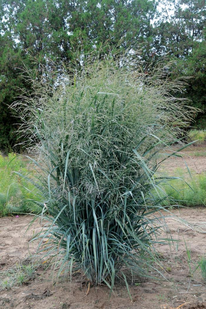 Blue Fountain Blue Switch Grass - Panicum virgatum 'Blue Fountain' (Blue Switch Grass) from E.C. Brown's Nursery