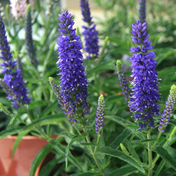 Moody Blues® Dark Blue - Veronica x hybrida from E.C. Brown's Nursery