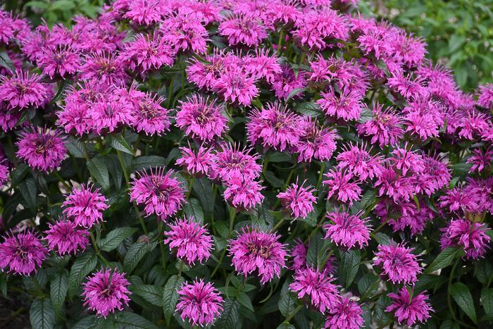 'Electric Neon Purple' Bee Balm - Monarda from E.C. Brown's Nursery 'Electric Neon Purple' Bee Balm - Monarda from E.C. Brown's Nursery