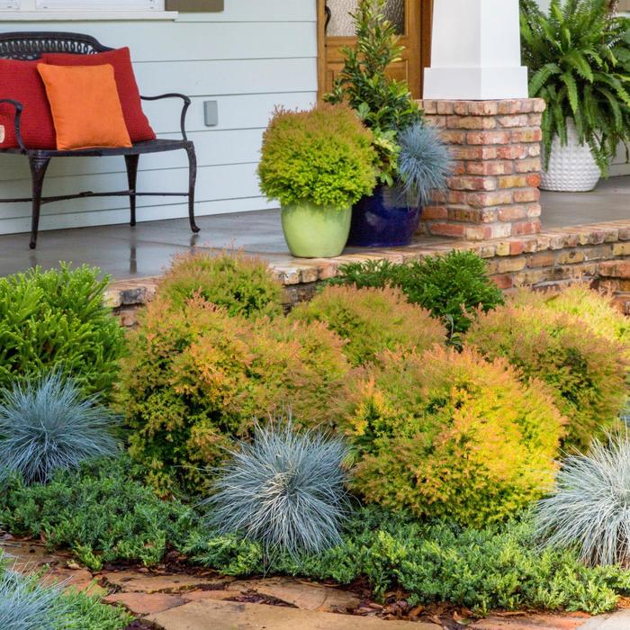 Fire Chief™ Globe Arborvitae - Thuja 'Congabe' PP19009 (Globe Arborvitae) from E.C. Brown's Nursery Fire Chief™ Globe Arborvitae - Thuja 'Congabe' PP19009 (Globe Arborvitae) from E.C. Brown's Nursery
