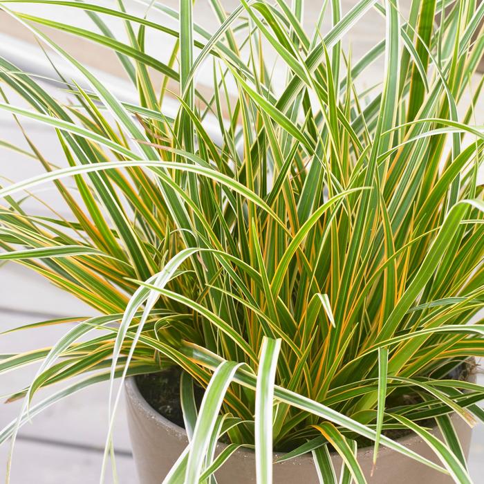 EverColor® Everglow - Carex oshimensis 'Everglow' PP30466 (Sedge) from E.C. Brown's Nursery EverColor® Everglow - Carex oshimensis 'Everglow' PP30466 (Sedge) from E.C. Brown's Nursery