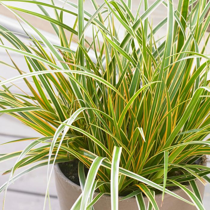 EverColor® Everglow - Carex oshimensis 'Everglow' PP30466 (Sedge) from E.C. Brown's Nursery