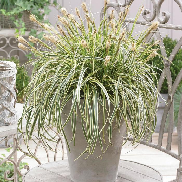 'Feather Falls' - Carex oshimensis from E.C. Brown's Nursery