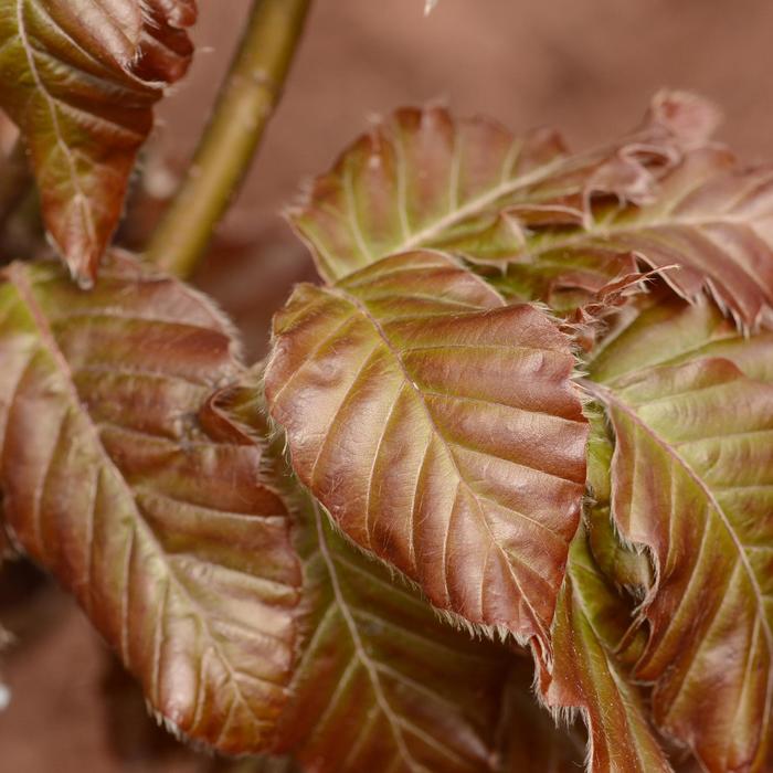  'Red Obelisk' Beech - Fagus sylvatica from E.C. Brown's Nursery