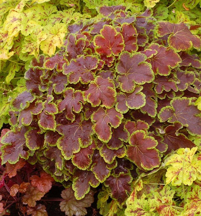 'Solar Eclipse' Variegated Foamy Bells - Heucherella hybrid from E.C. Brown's Nursery