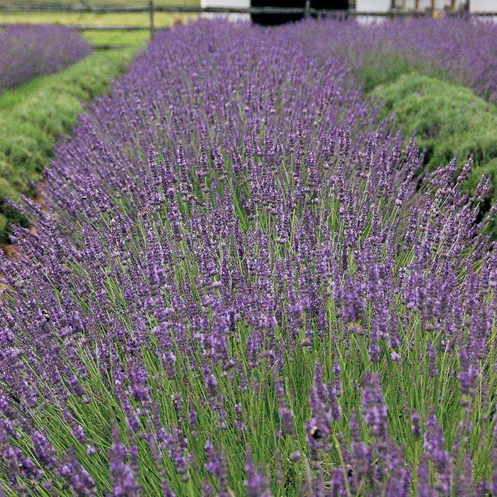 'Phenomenal' - Lavandula angustifolium from E.C. Brown's Nursery