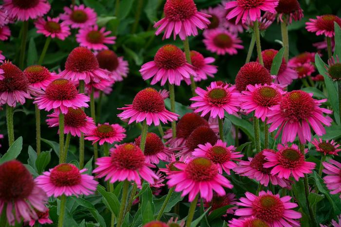 'Delicious Candy' Coneflower - Echinacea from E.C. Brown's Nursery
