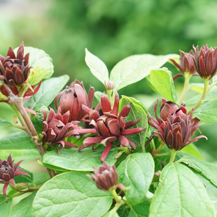 Simply Scentsational® - Calycanthus floridus from E.C. Brown's Nursery