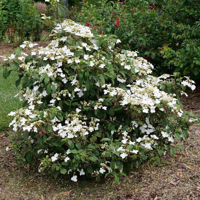 'Steady Eddy®' Doublefile Viburnum - Viburnum plicatum var. tomentosum from E.C. Brown's Nursery 'Steady Eddy®' Doublefile Viburnum - Viburnum plicatum var. tomentosum from E.C. Brown's Nursery