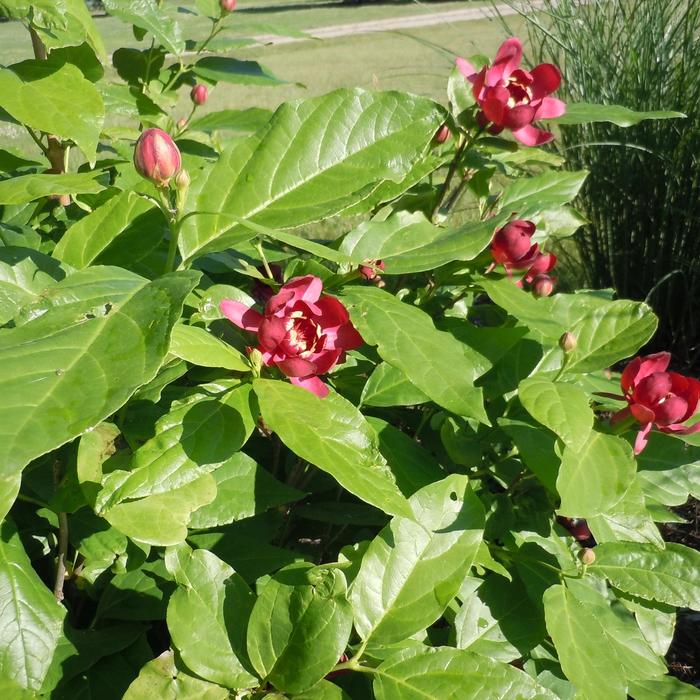 'Aphrodite' - Calycanthus x from E.C. Brown's Nursery 'Aphrodite' - Calycanthus x from E.C. Brown's Nursery