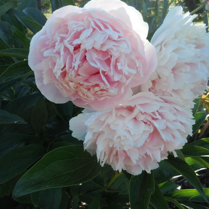 'Shirley Temple' Peony - Paeonia lactiflora from E.C. Brown's Nursery 'Shirley Temple' Peony - Paeonia lactiflora from E.C. Brown's Nursery