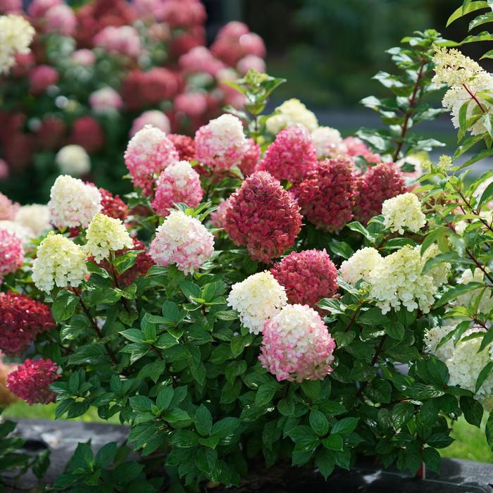 Little Lime Punch™ - Hydrangea paniculata from E.C. Brown's Nursery Little Lime Punch™ - Hydrangea paniculata from E.C. Brown's Nursery