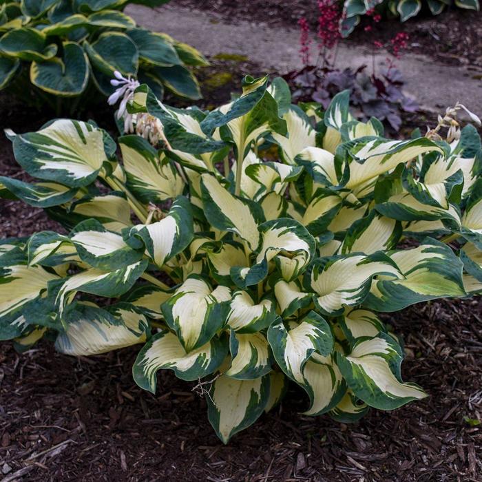 Hans Hosta, Plantain Lily - Hosta 'Hans' (Hosta, Plantain Lily) from E.C. Brown's Nursery