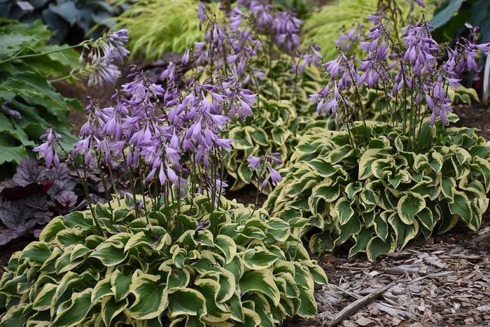 Wrinkle in Time Hosta - Hosta 'Wrinkle in Time' (Hosta) from E.C. Brown's Nursery