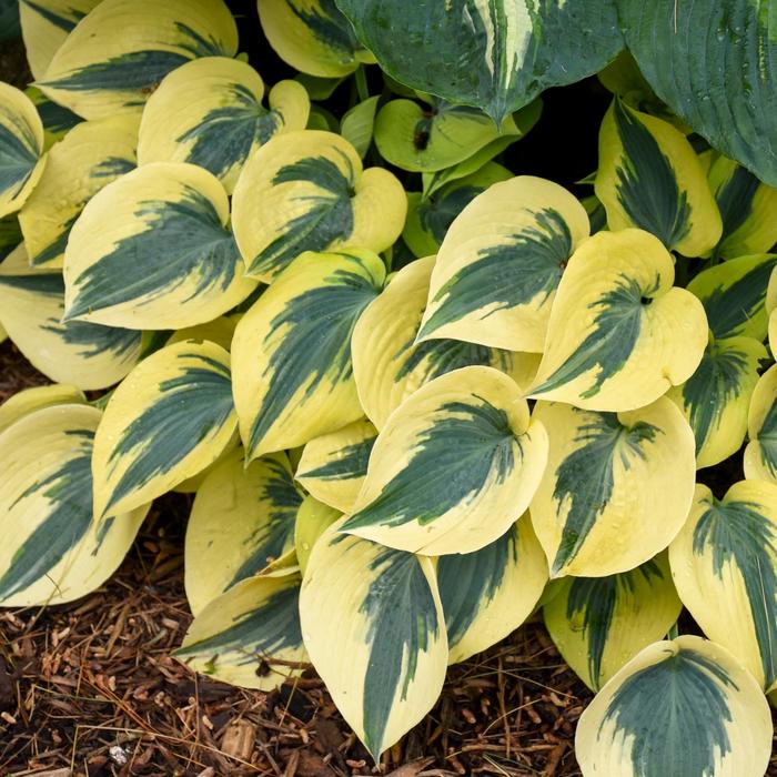 Shadowland® Autumn Frost - Hosta hybrid from E.C. Brown's Nursery Shadowland® Autumn Frost - Hosta hybrid from E.C. Brown's Nursery