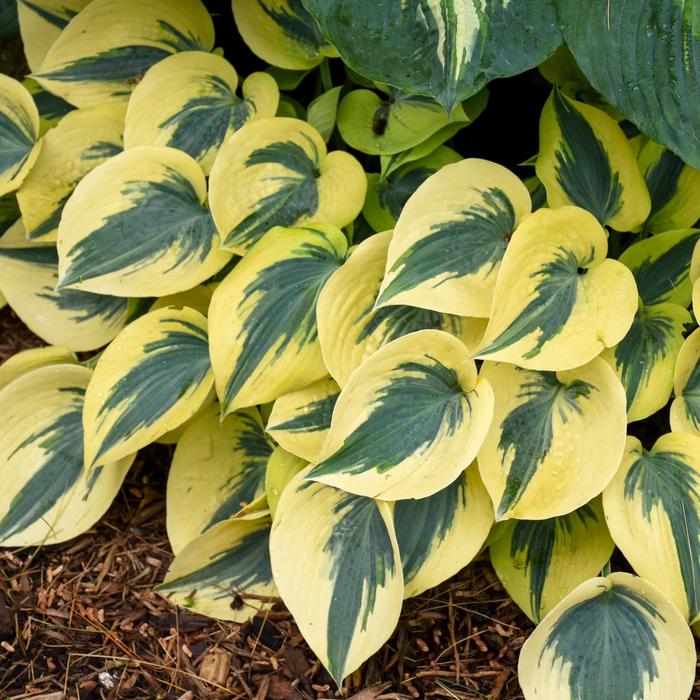 Shadowland® Autumn Frost - Hosta hybrid from E.C. Brown's Nursery