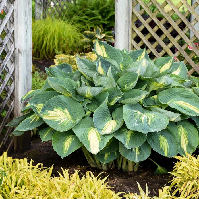 Shadowland® 'Hudson Bay' - Hosta hybrid from E.C. Brown's Nursery