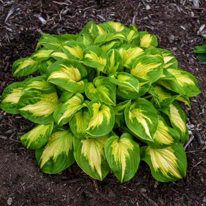 Shadowland® Etched Glass - Hosta ''Etched Glass'' PPAF (Hosta, Plantain Lily) from E.C. Brown's Nursery Shadowland® Etched Glass - Hosta ''Etched Glass'' PPAF (Hosta, Plantain Lily) from E.C. Brown's Nursery