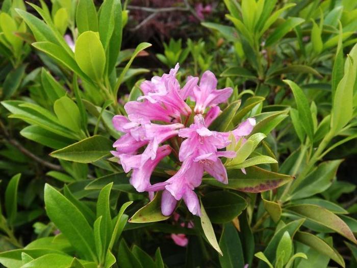 Laetevirens Wilson Rhododendron - Rhododendron 'Laetevirens' (Wilson Rhododendron) from E.C. Brown's Nursery