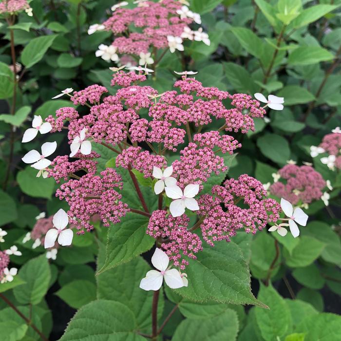 Invincibelle Lace® - Hydrangea arborescens ssp radiata from E.C. Brown's Nursery