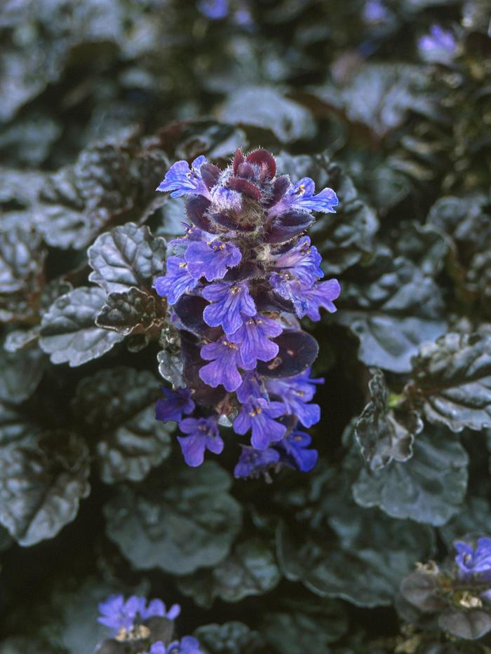 Black Scallop Bugleweed - Ajuga reptans from E.C. Brown's Nursery