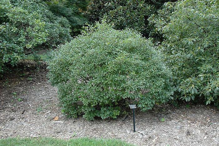 Jim Dandy Winterberry - Ilex verticillata 'Jim Dandy' (Winterberry) from E.C. Brown's Nursery