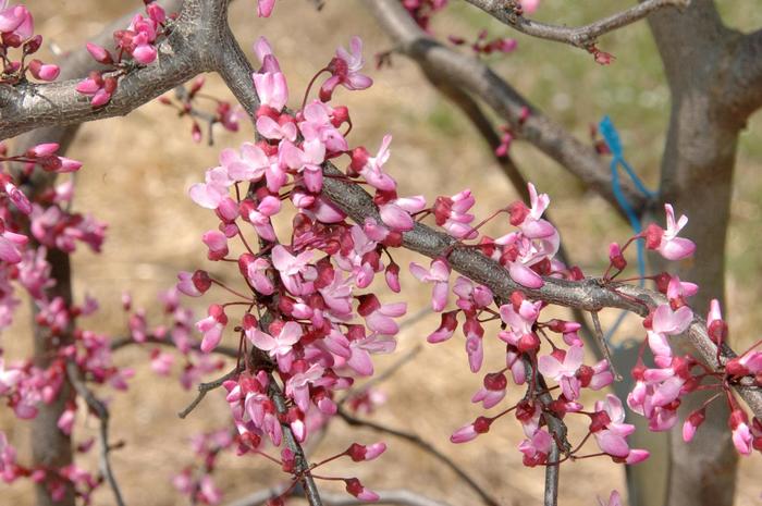 'Ruby Falls' Weeping Redbud - Cercis canadensis from E.C. Brown's Nursery 'Ruby Falls' Weeping Redbud - Cercis canadensis from E.C. Brown's Nursery