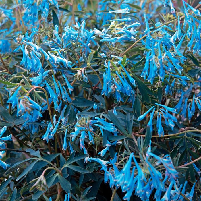 Hillier™ Porcelain Blue - Corydalis flexuosa 'Porcelain Blue' (corydalis) from E.C. Brown's Nursery Hillier™ Porcelain Blue - Corydalis flexuosa 'Porcelain Blue' (corydalis) from E.C. Brown's Nursery