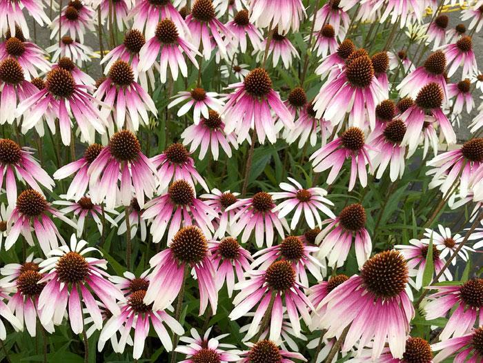 Pretty Parasols Coneflower - Echinacea 'JS Engeltje' PP31675 (Coneflower) from E.C. Brown's Nursery