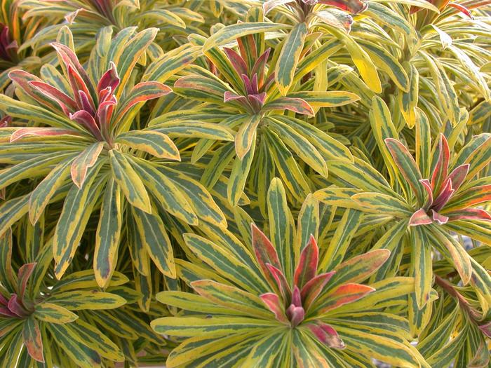 Martin's Spurge - Euphorbia martinii 'Ascot Rainbow' from E.C. Brown's Nursery