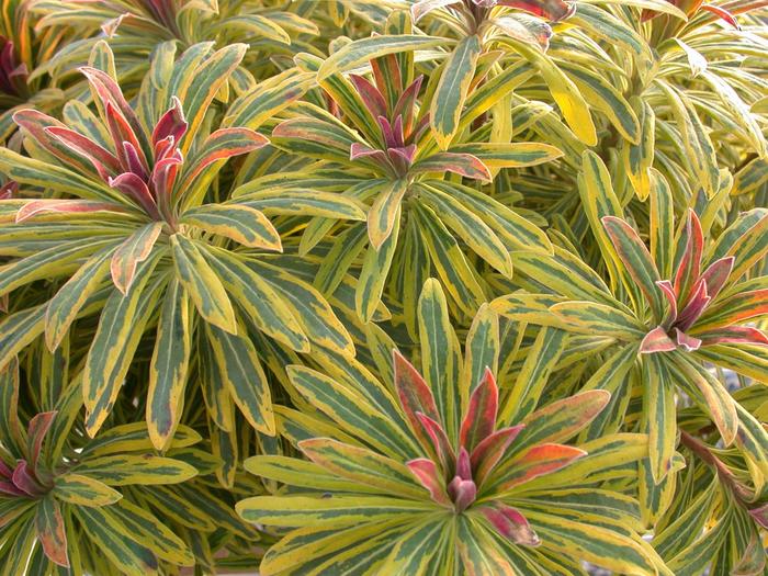 Martin's Spurge - Euphorbia martinii 'Ascot Rainbow' from E.C. Brown's Nursery Martin's Spurge - Euphorbia martinii 'Ascot Rainbow' from E.C. Brown's Nursery