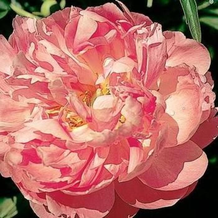 'Coral Supreme' Coral Supreme Peony - Paeonia from E.C. Brown's Nursery 'Coral Supreme' Coral Supreme Peony - Paeonia from E.C. Brown's Nursery