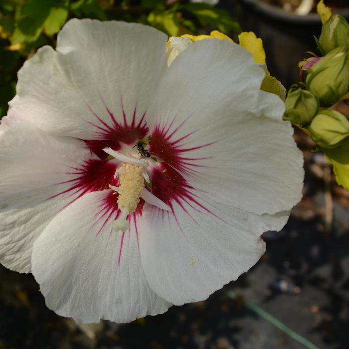 'Red Heart' Rose of Sharon - Hibiscus syriacus from E.C. Brown's Nursery