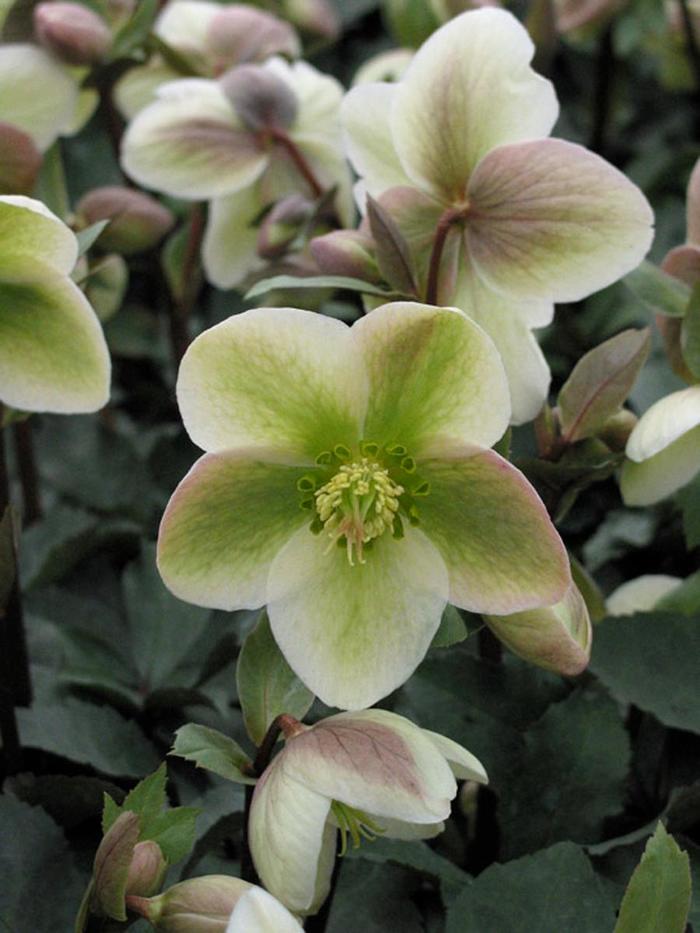 Hellebore - Helleborus 'Ivory Prince' from E.C. Brown's Nursery Hellebore - Helleborus 'Ivory Prince' from E.C. Brown's Nursery