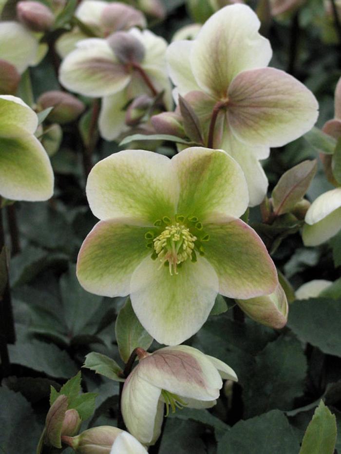 Hellebore - Helleborus 'Ivory Prince' from E.C. Brown's Nursery