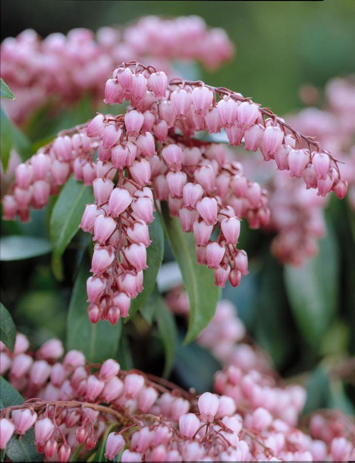 'Katsura' Lily of the Valley Shrub - Pieris japonica from E.C. Brown's Nursery 'Katsura' Lily of the Valley Shrub - Pieris japonica from E.C. Brown's Nursery