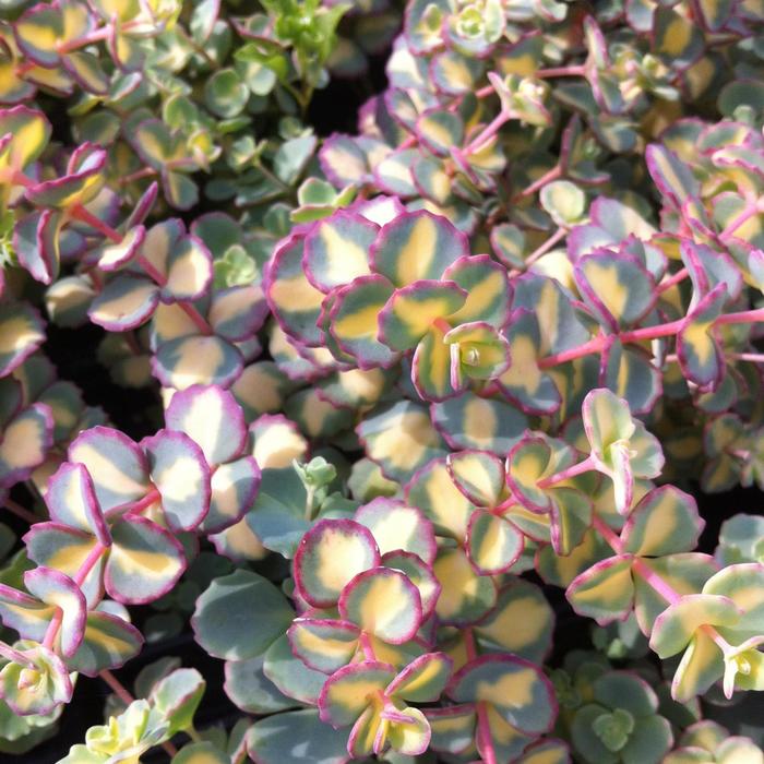 'Mediovariegatum' October Daphne - Sedum sieboldii from E.C. Brown's Nursery 'Mediovariegatum' October Daphne - Sedum sieboldii from E.C. Brown's Nursery