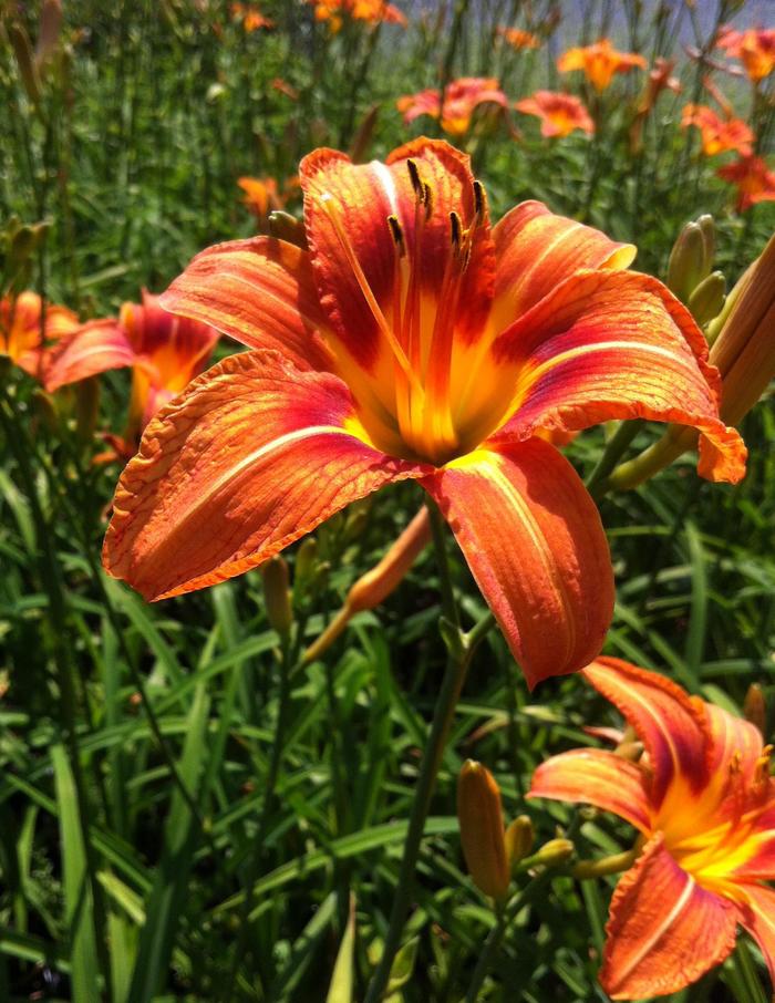 Tawny Daylily - Hemerocallis fulva from E.C. Brown's Nursery