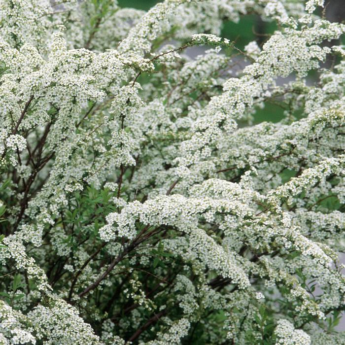 'Grefsheim'' Dwarf Garland Spirea - Spiraea x cinera 'Grefshiem' from E.C. Brown's Nursery