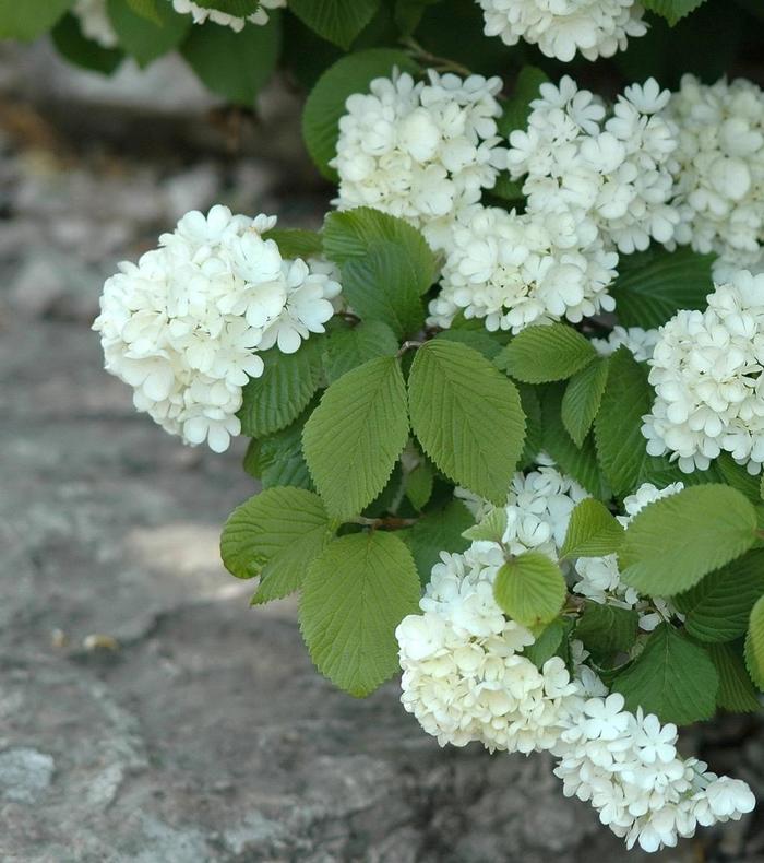 Newport Doublefile Viburnum - Viburnum plicatum v. tomentosum 'Newport' from E.C. Brown's Nursery