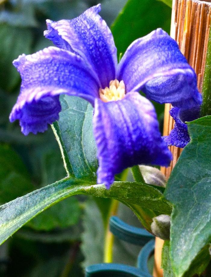 Tube Clematis - Clematis heracleifolia davidiana from E.C. Brown's Nursery Tube Clematis - Clematis heracleifolia davidiana from E.C. Brown's Nursery