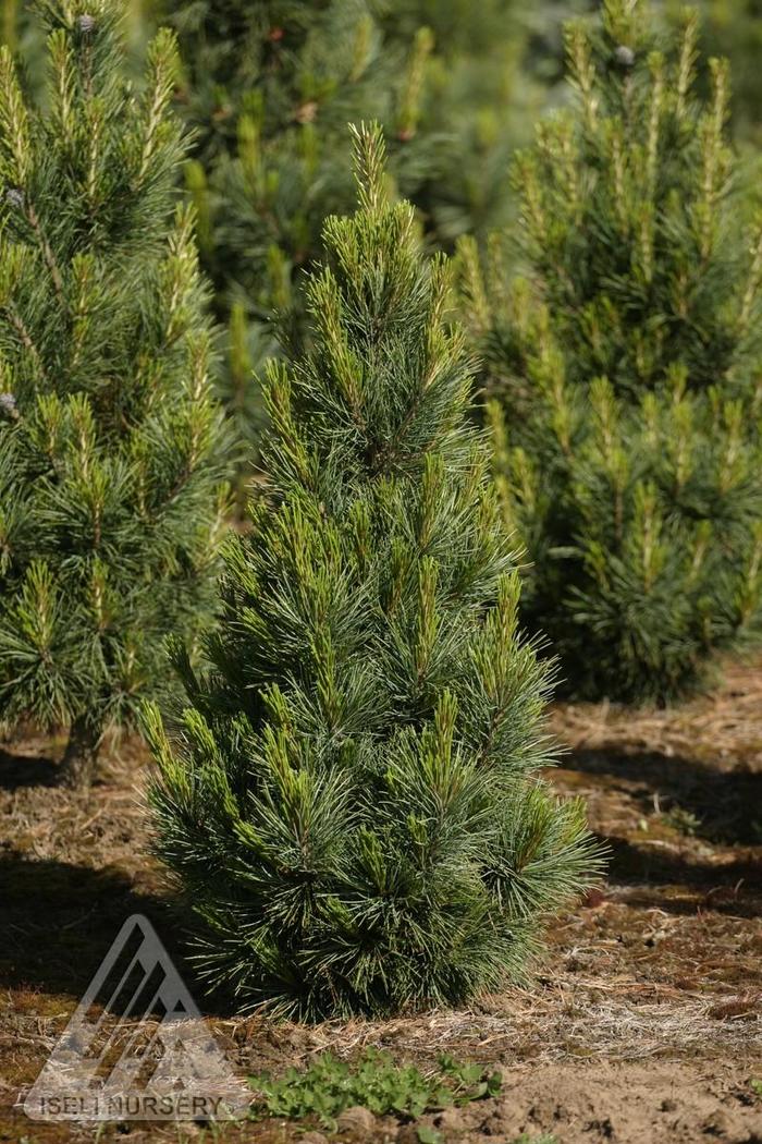 Fastigiate Swiss Stone Pine - Pinus cembra Fastigiata' from E.C. Brown's Nursery