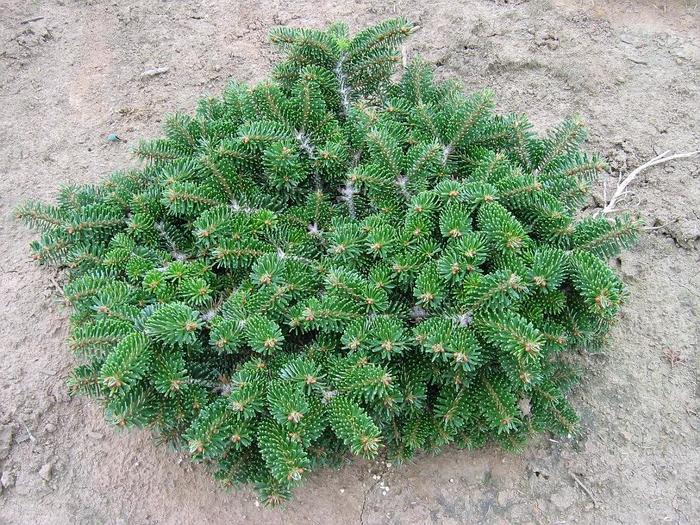 'Verkade's Prostrate' Balsam Fir - Abies balsamea from E.C. Brown's Nursery