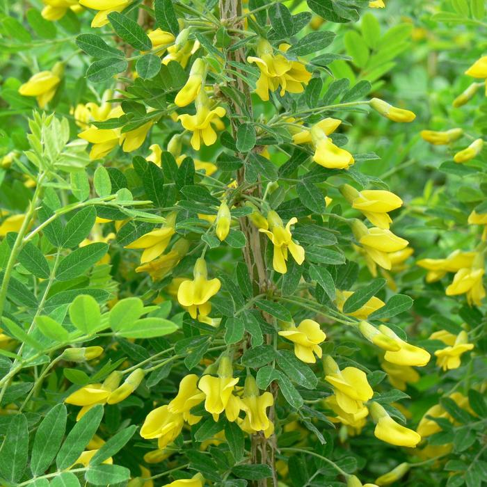 Greenspires Siberian Peashrub - Caragana arborescens 'Greenspires' from E.C. Brown's Nursery