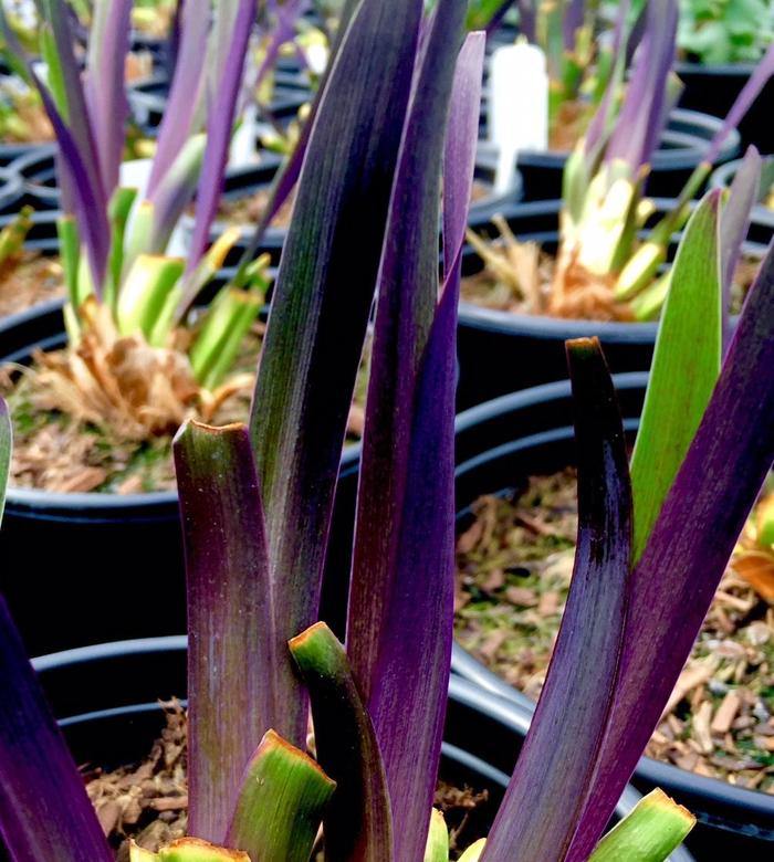 'Purple Flame' Iris - Iris versicolor 'Purple Flame' from E.C. Brown's Nursery 'Purple Flame' Iris - Iris versicolor 'Purple Flame' from E.C. Brown's Nursery