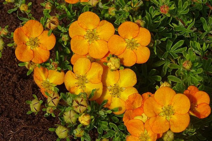 Bella Sol® - Potentilla fruticosa from E.C. Brown's Nursery