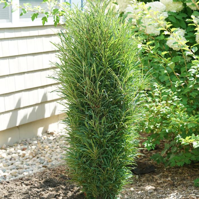 Fine Line® Improved Buckthorn - Rhamnus frangula 'SMNRFBT' PP32503 (Buckthorn) from E.C. Brown's Nursery Fine Line® Improved Buckthorn - Rhamnus frangula 'SMNRFBT' PP32503 (Buckthorn) from E.C. Brown's Nursery