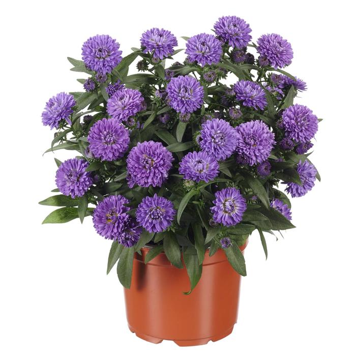 Showmakers® Blue Bayou - Aster novi-belgii from E.C. Brown's Nursery