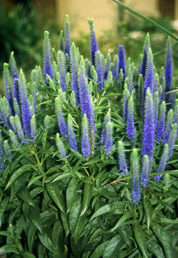 'Royal Candles' - Veronica spicata from E.C. Brown's Nursery