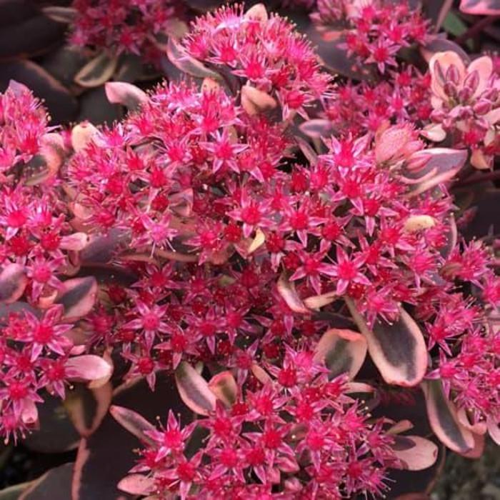Sunsparkler® Dream Dazzler - Sedum 'Dream Dazzler' PPAF (Stonecrop) from E.C. Brown's Nursery